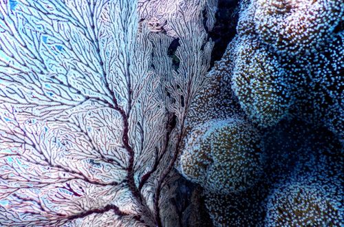 corals | coral | reef | sea | ocean | water | blue
